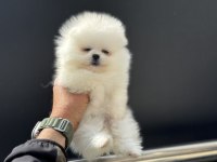 Petmode köpek çiftliğinden pomeranian yavrular