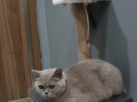British Shorthair Dişi Kedimiz