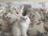 2 buçuk aylık dişi british longhair yavrumuz