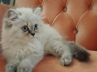 British Longhair 2,5 Aylık