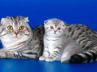 Scottish fold kittens