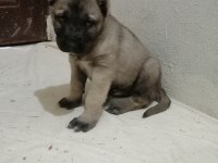 Panterlerin kralı kangallarımız