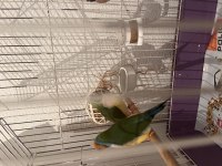 Goldian finch takımlar yavrular mevcut
