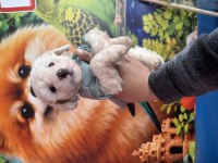 Tüy dökmeyen hipoalerjenik maltipoo