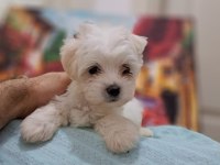 SHOW KALİTE MALTESE BEBEKLER