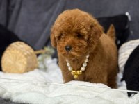 A kalite toy poodle yavrularım