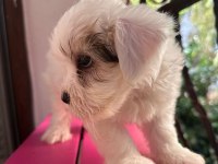 55 GÜNLÜK ORJINAL TERRIER YAVRULAR