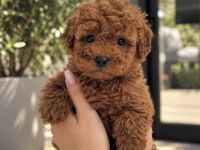 Ailenizin Yeni Üyesi Poodle
