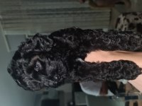 2 aylık siyah toy poodle dişi