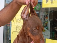 Doberman Yavrular 19/05 Doğumlu Cipli Karneli
