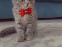 dişi scottish fold