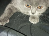 3 aylık dişi british shorthair