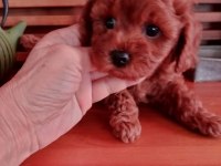 Çok Tatlı Korekan Dişi Poodle Yavrusu