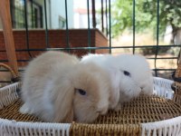 Hollanda teddy lop tavşanlar sütten kesilenler