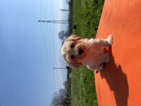 maltipoo bebekler
