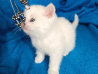 British shorthair 2 aylık dişi ve erkek