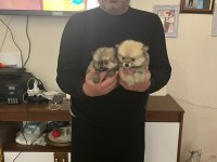 POMERANİAN BOO DİŞİ YAVRUMUZ