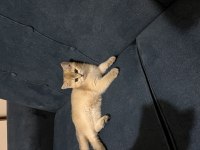 British shorthair