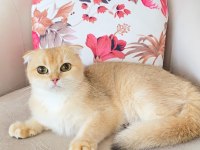 Scottish fold golden ırk garantili dişi