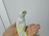 Yavru Forpus Papağanı