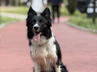 Köpeğimizden daha akıllısı yok