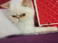 İran exotic red point