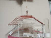 Erkek muhabbet kuşu