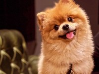 Pomeranian boo 4 yaşında