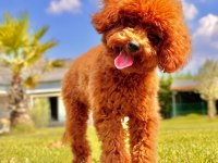Üst Kalite Toy Poodle Yavruları İstanbul 
