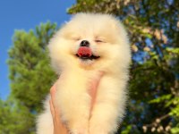 Pomeranian Teddy Bear 