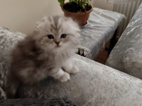 Ayıcık yüzlü scottish fold yavrular