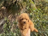 Uygun Ve Kaliteli Poodle Yavrumuz