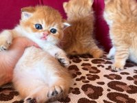 SAFKAN BRİTİSH SHORTHAİR GOLDEN BEBEKLER
