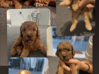 Şecereli toy poodle baba maltipoo anne