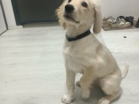 3 AYLIK ERKEK AŞILARI TAM GOLDEN RETRİEVER