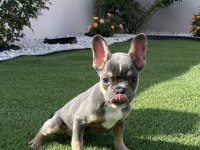Fransız bulldog lilak tan ve blue yavrular