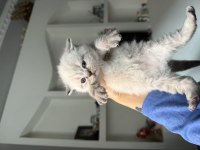British Longhair Kedimiz Oyun Oynamayı Çok Sever