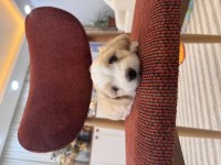 Maltipoo bebeğim