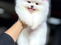 Türkiyenin en iyi üretim çiftliğinden pomeranian