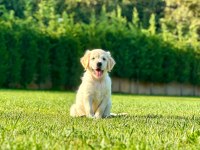 Golden Retriever Yavruları Çiftlikten