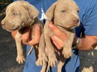 Cane corso blue yavrular