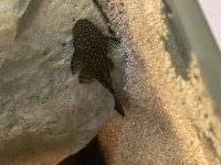 5-7 cm damızlık altı leopar vatoz
