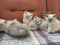 A KALİTE BRİTİSH SHORTHAİR YAVRULAR