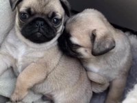 Basık Burun Orjinal Rıfkı Pug Bebekler