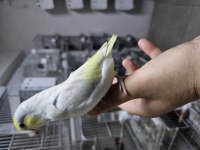 Yeme yeni düşmüş ve düşecek dişi forpus bebekler