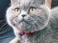 British shorthair