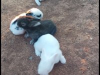 15 adet tavşan vardır