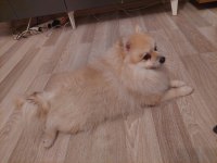 Pomeranian yavru