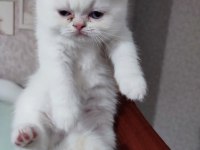 Bal tatlısı küçük exotic shorthair kızımız