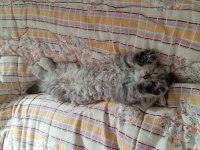 Gri british longhair (çok yaramaz)